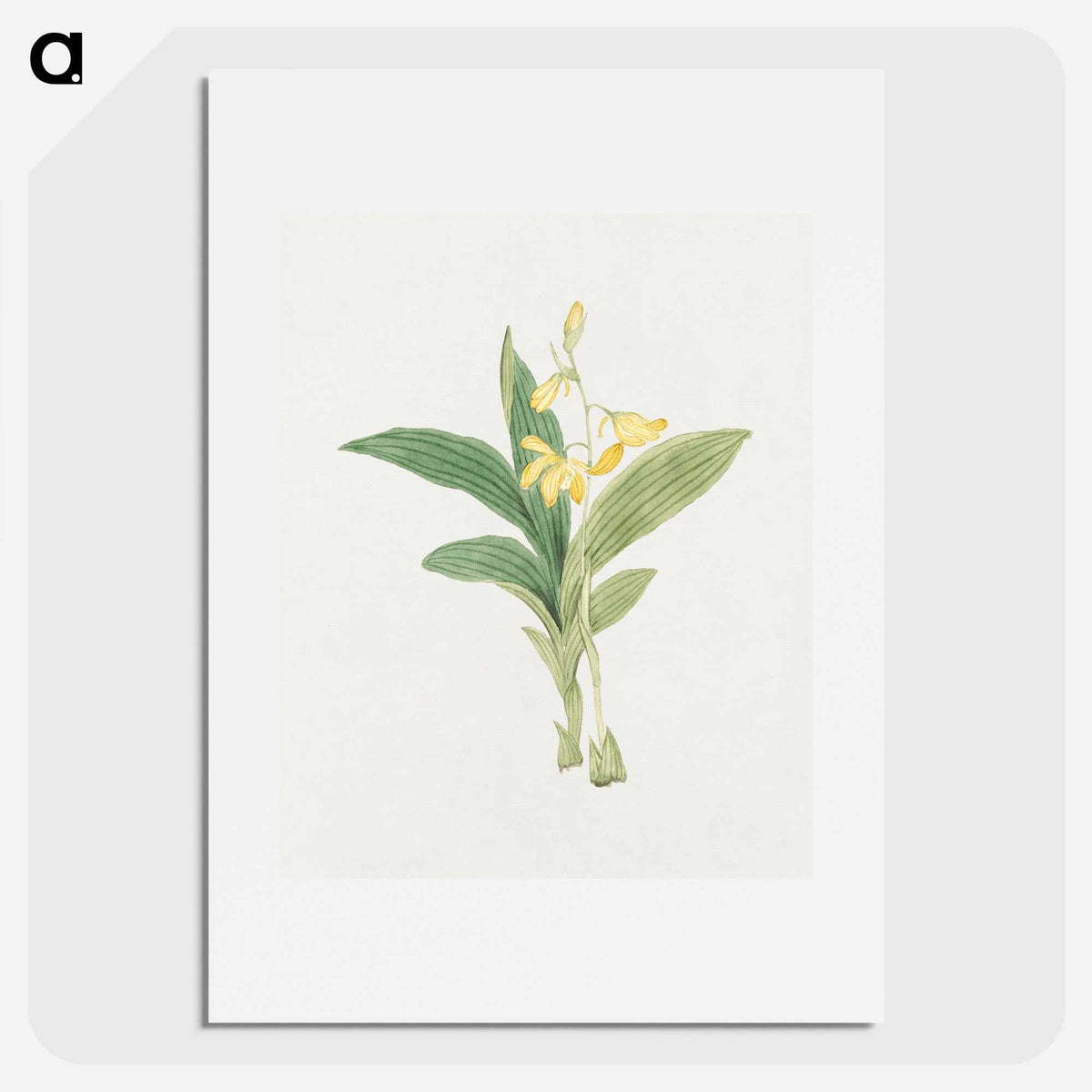 1-21_19th-Century-Japanese-Flowers_picture