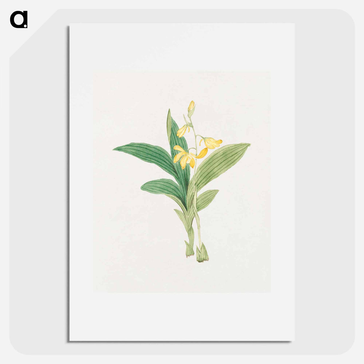 kin–ran - 19世紀の日本の花 Poster.