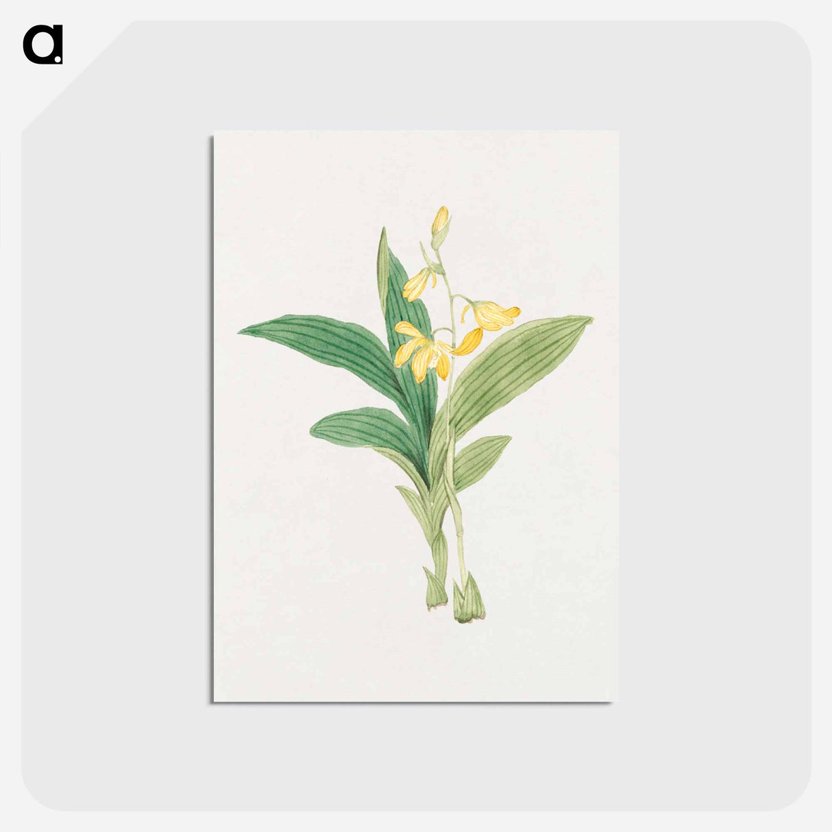 kin–ran - 19世紀の日本の花 Postcard.