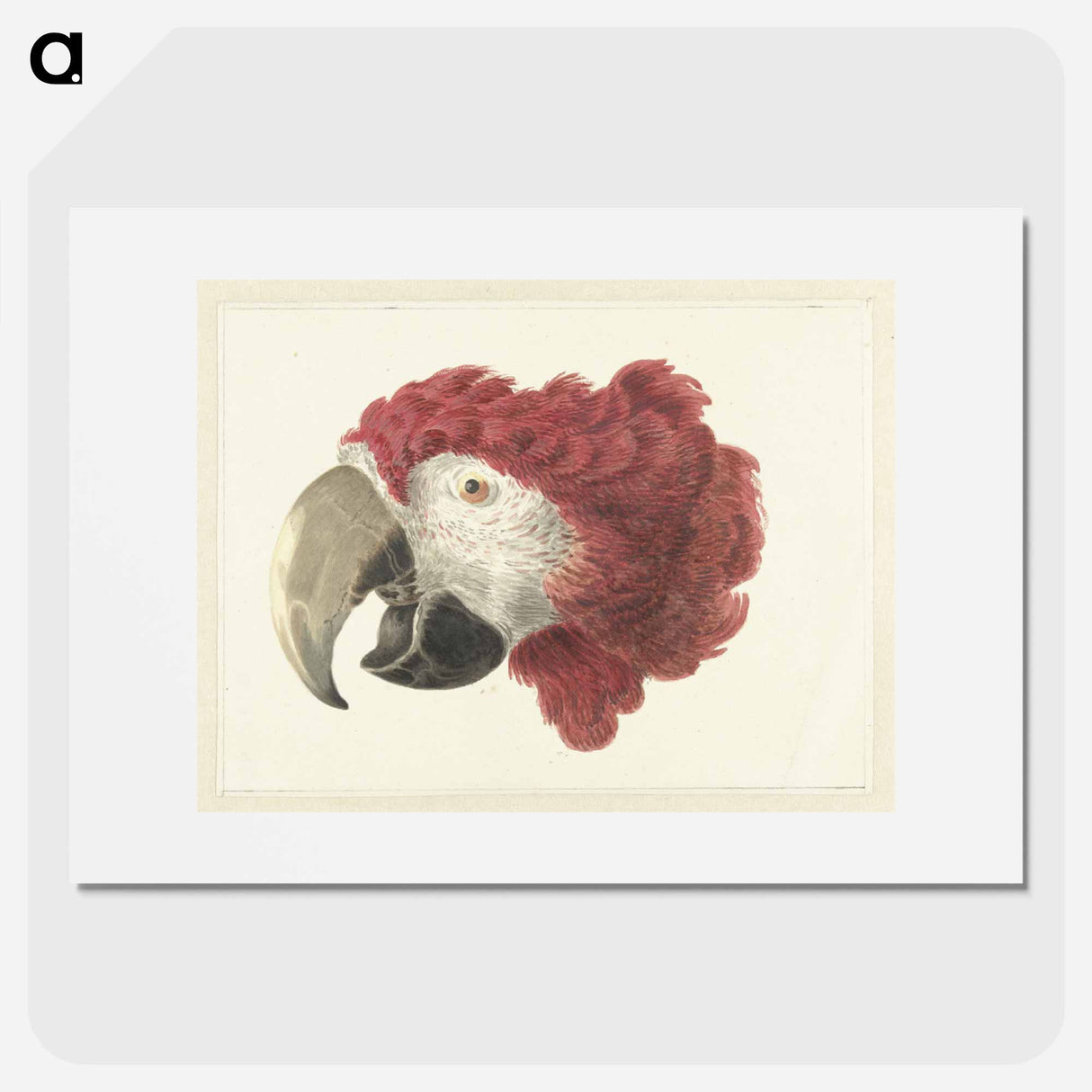 Head of a Macaw - アールト シューマン Poster.