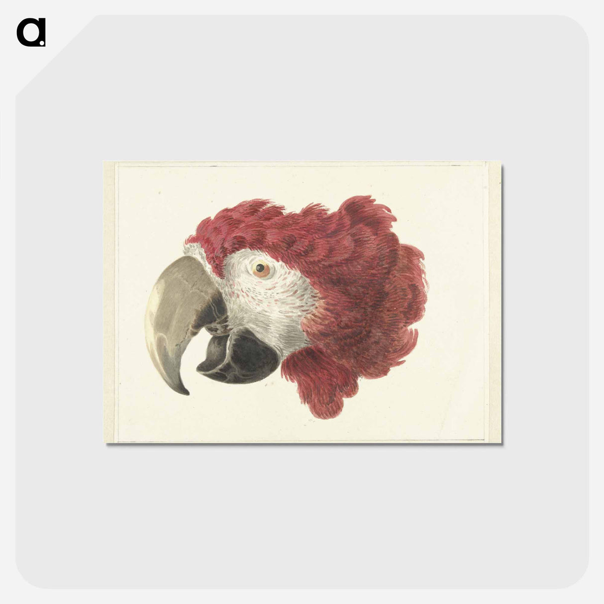 アートポストカード-Head of a Macaw - アールト シューマン Postcard.