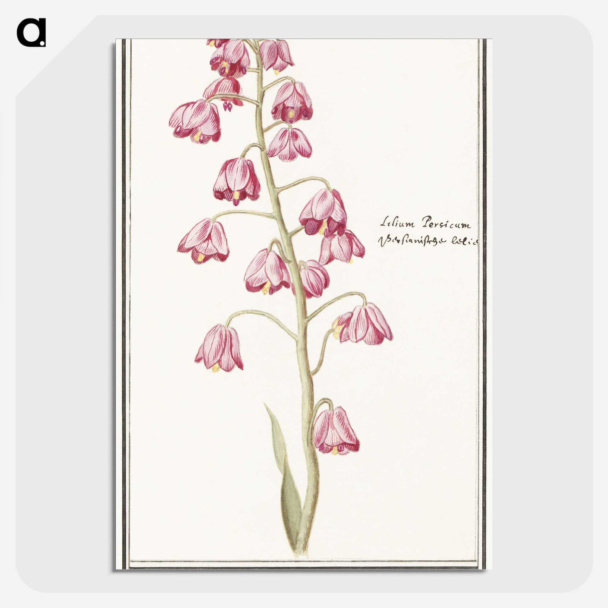 1-21_Anselmus-Boetius-de-Boodt_picture-crop