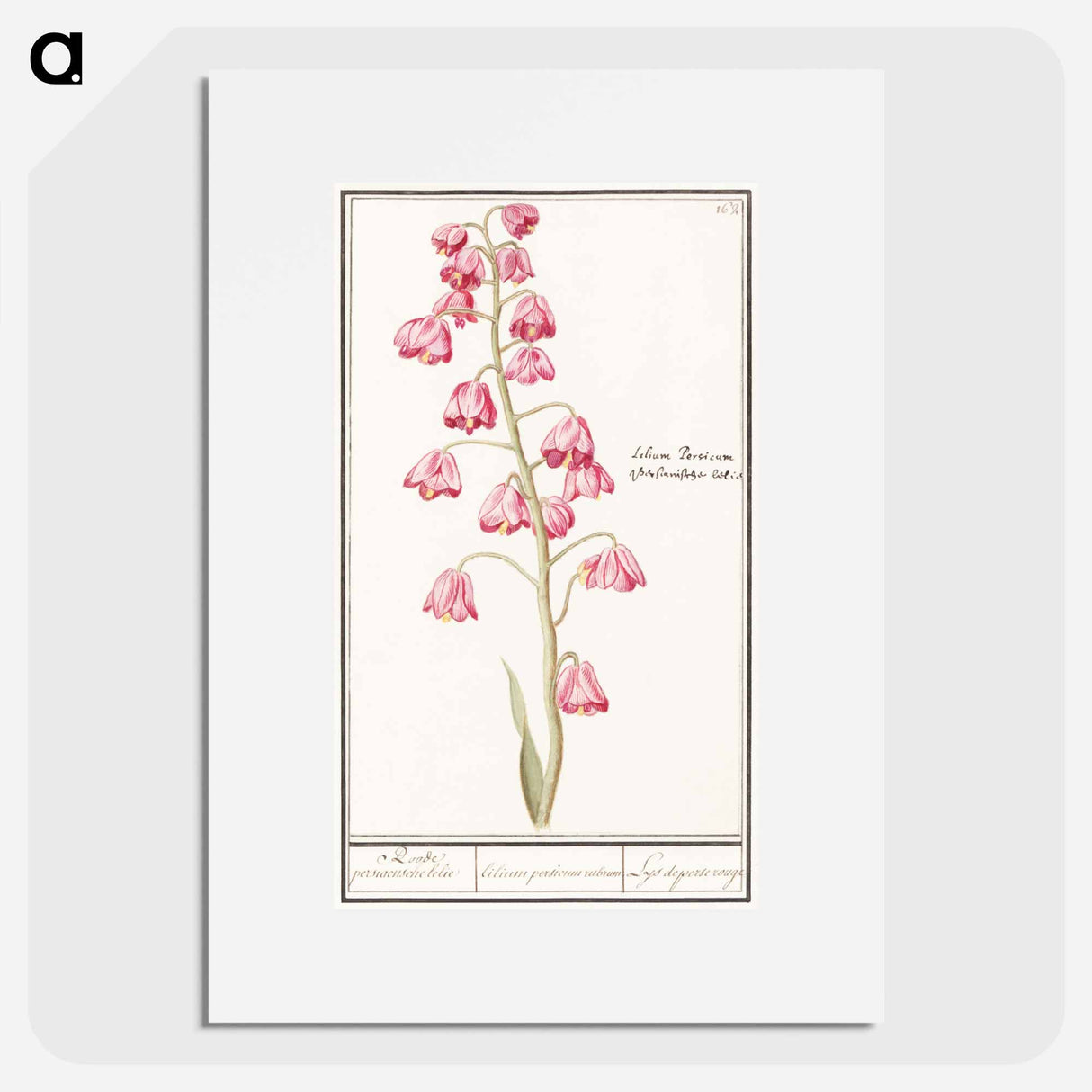Persian lily - アンセルムス ボエティウス デ ブート Poster.