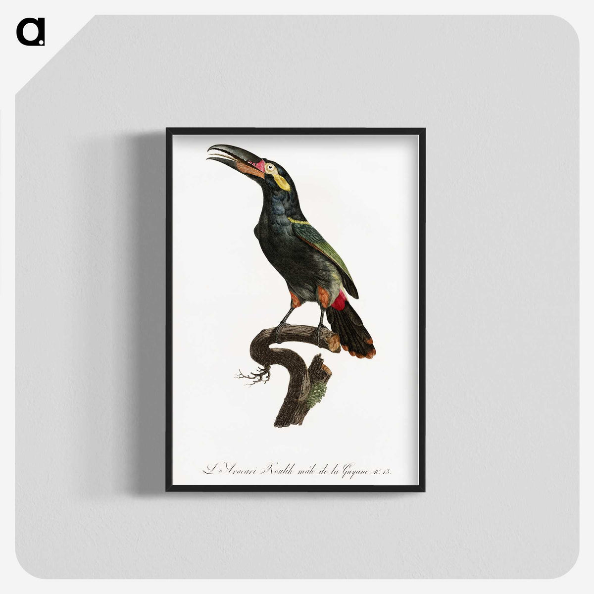 1-21_Des-Oiseaux-de-Paradis_blk-crop