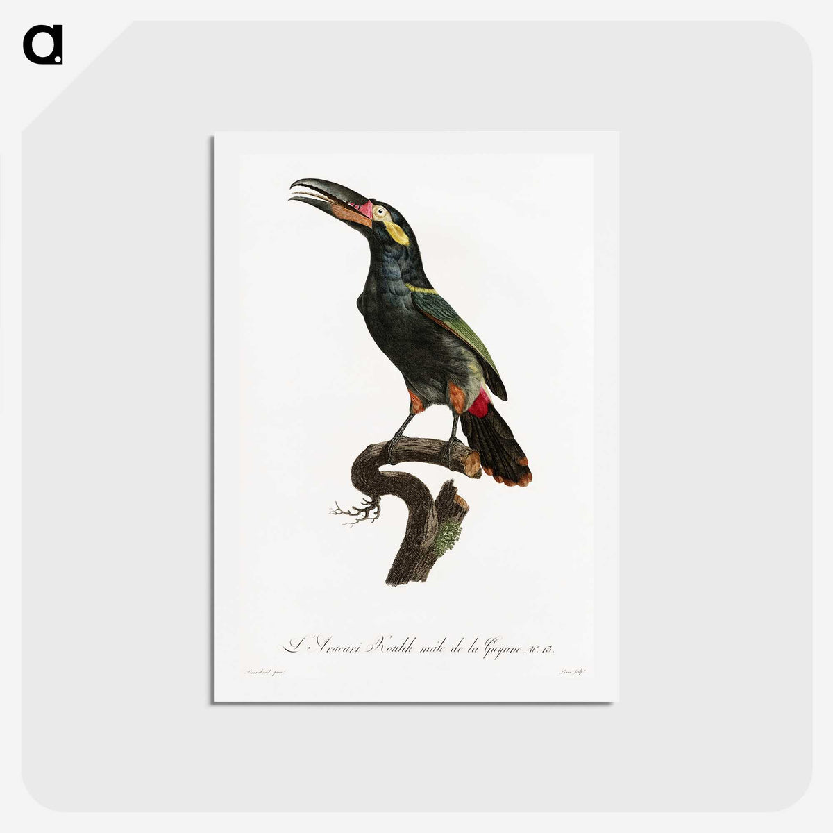 1-21_Des-Oiseaux-de-Paradis_hagaki