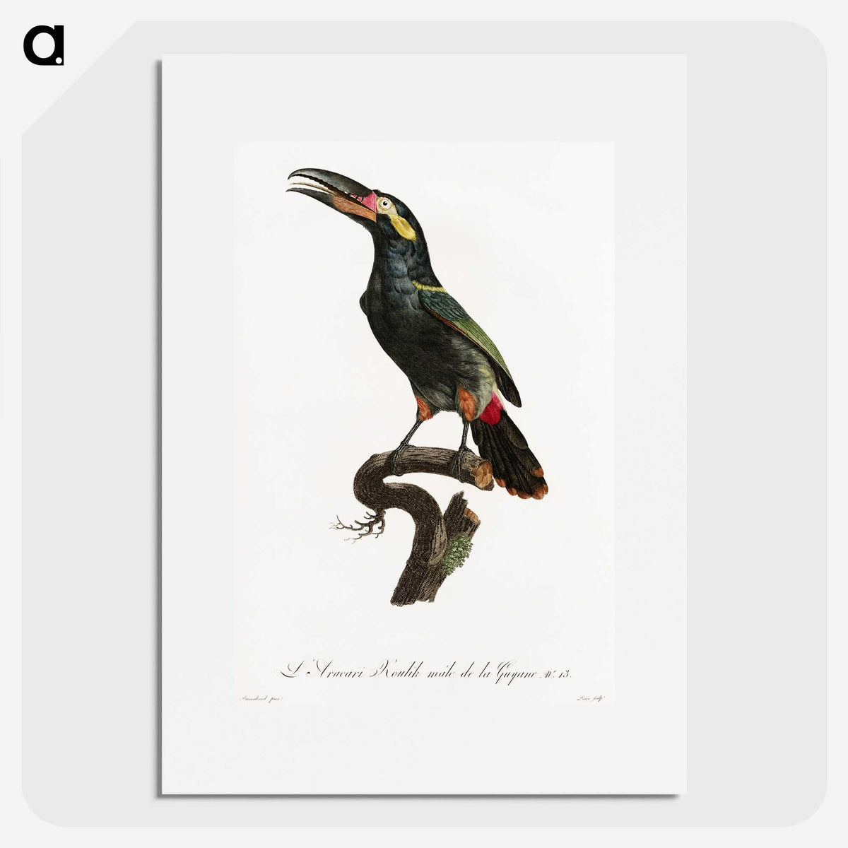 1-21_Des-Oiseaux-de-Paradis_picture