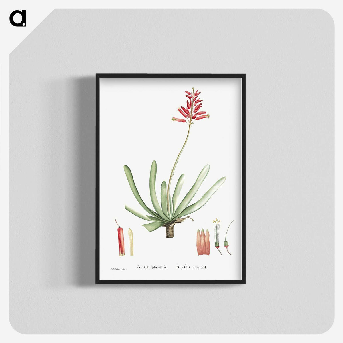 1-21_Histoire-des-Plantes-Grasses_blk-crop