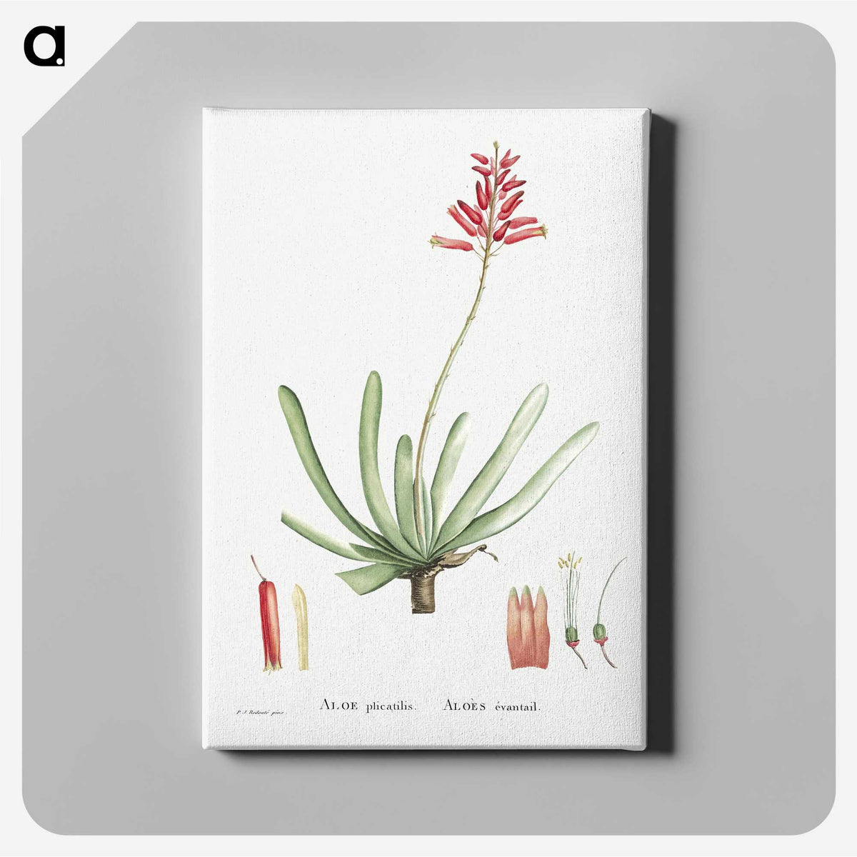 1-21_Histoire-des-Plantes-Grasses_canvas