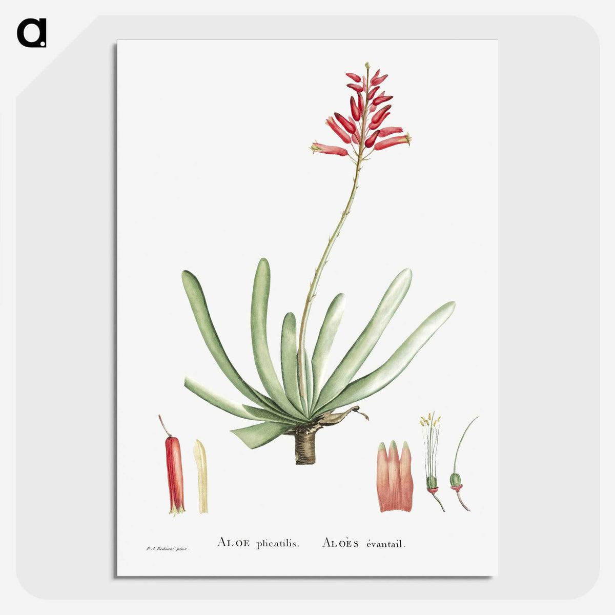1-21_Histoire-des-Plantes-Grasses_picture-crop