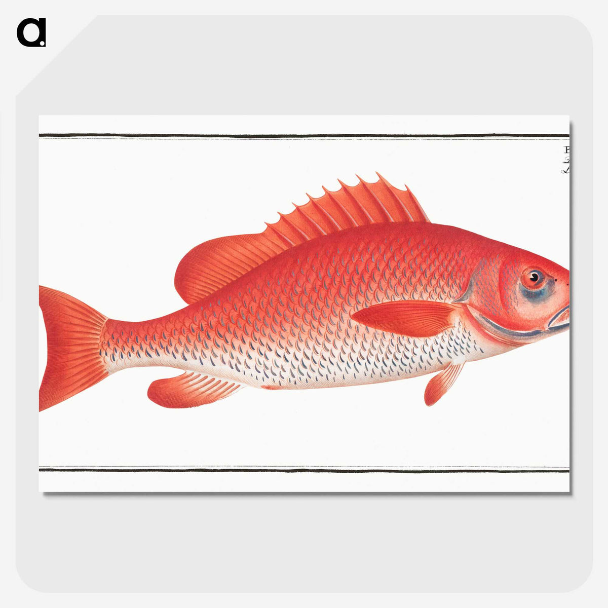 1-21_Ichtyologie-ou-Histoire-naturelle_picture-crop
