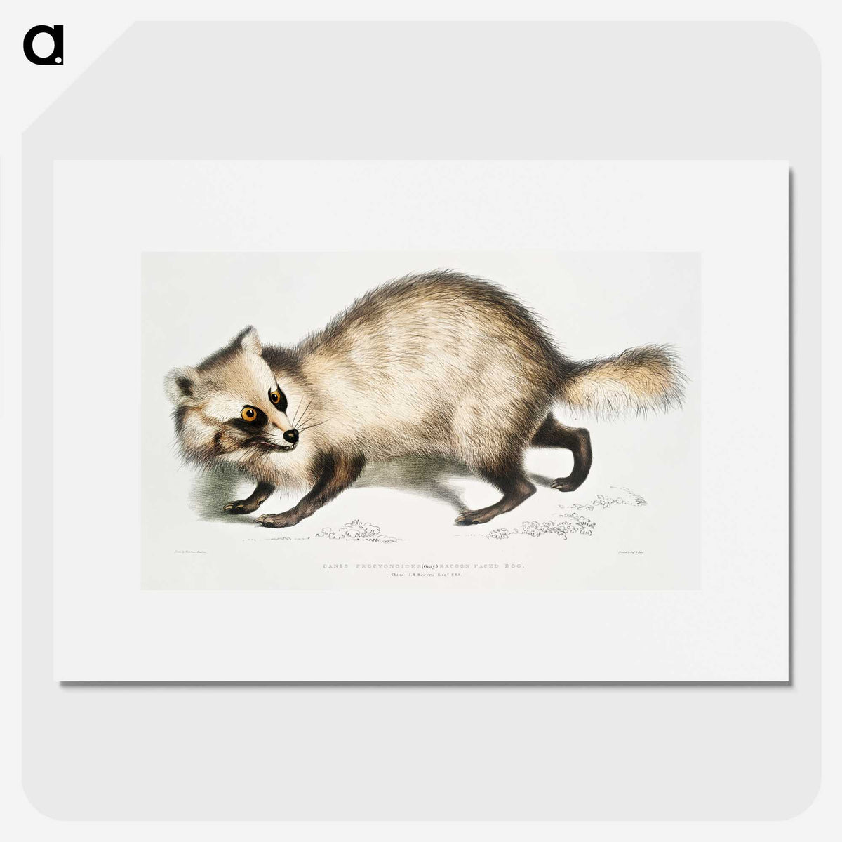 1-21_Indian-Zoology_picture