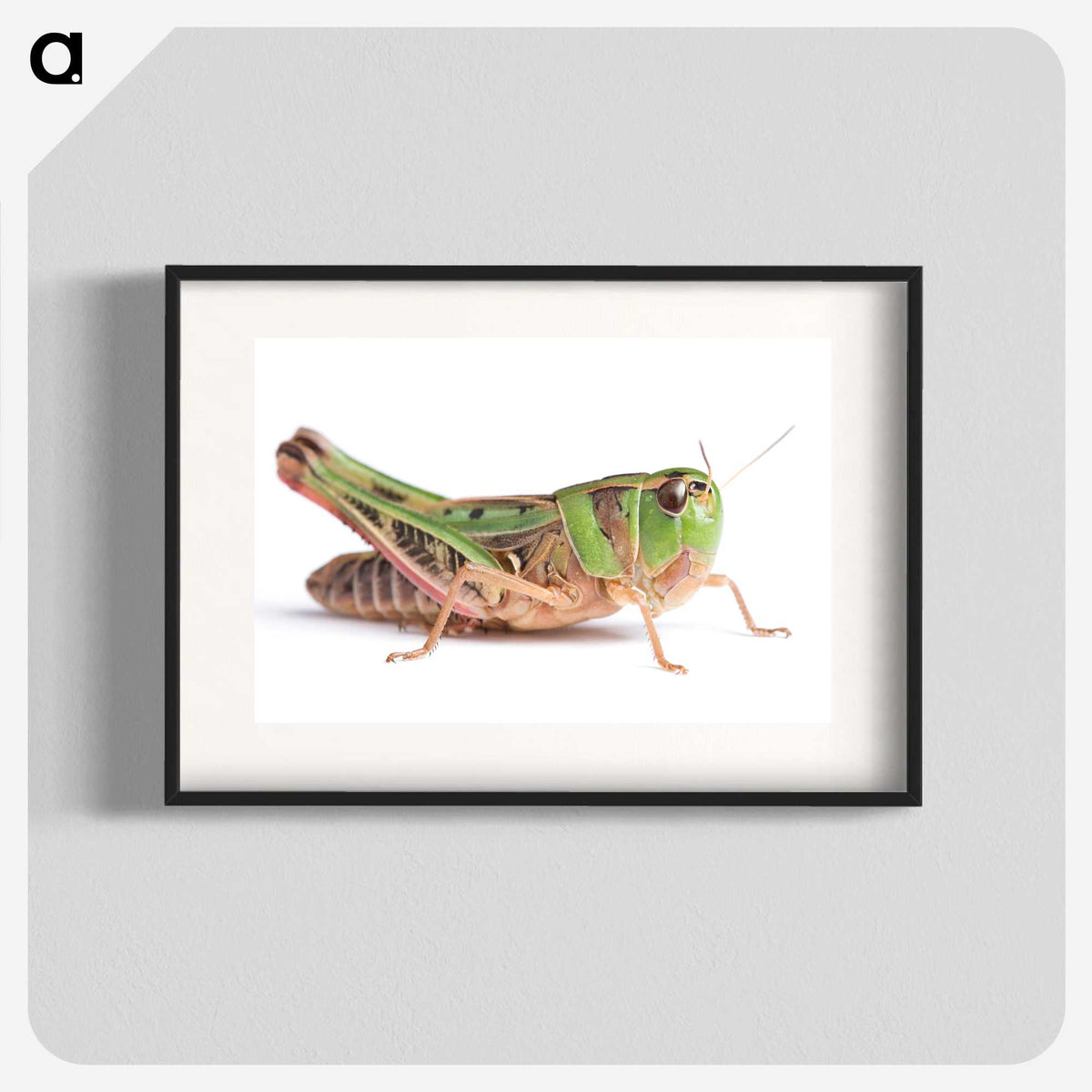 1-21_Insects-Unlocked-Project_blk