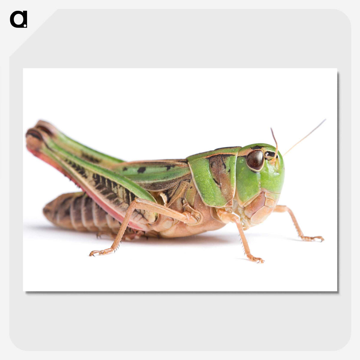 1-21_Insects-Unlocked-Project_picture-crop
