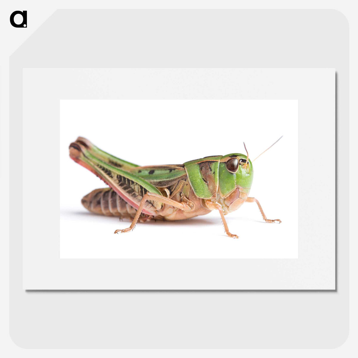 1-21_Insects-Unlocked-Project_picture