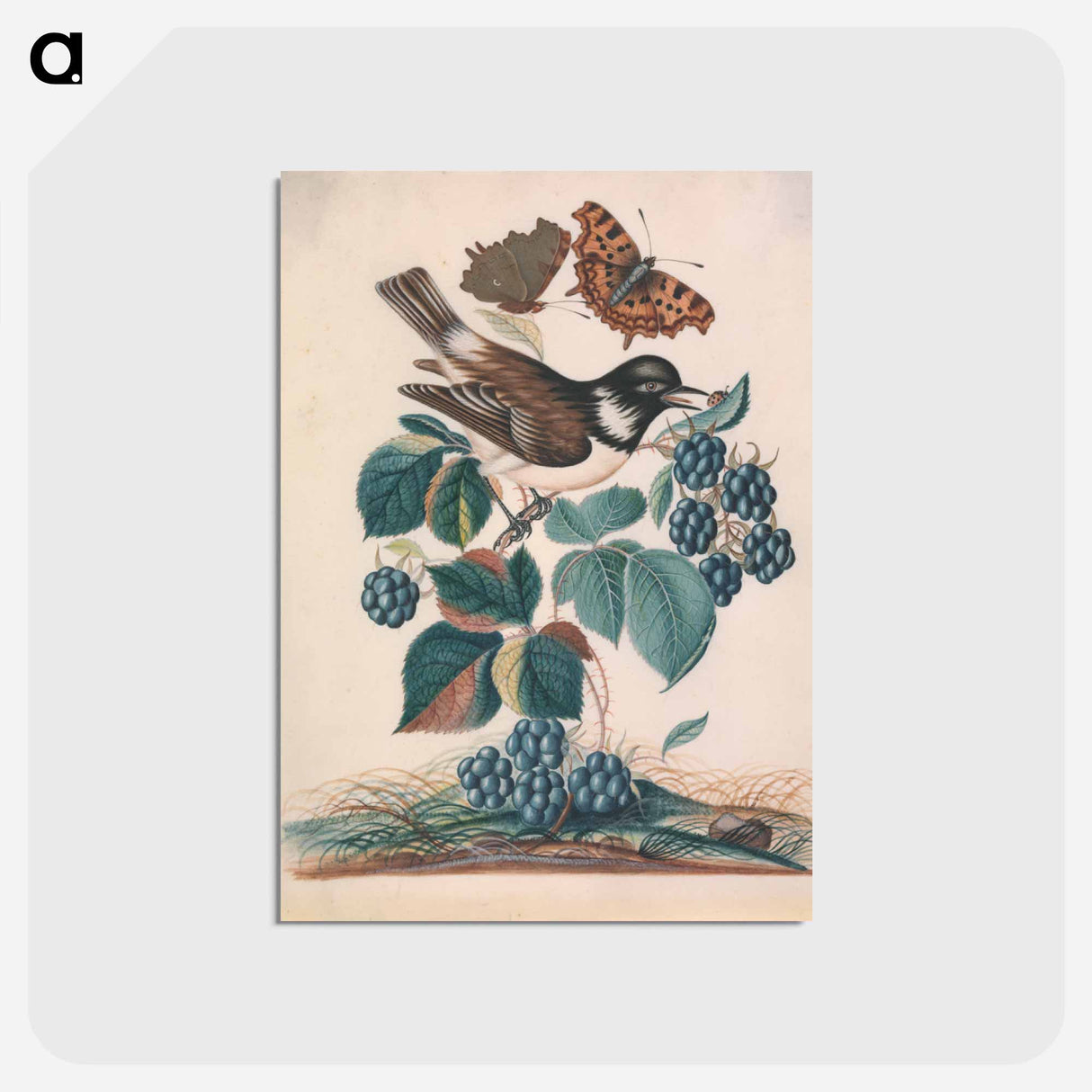 アートポストカード-White-cheeked Starling with Bramble, Comma, and Ladybird Beetle
- ジェームズ ボルトン Postcard.