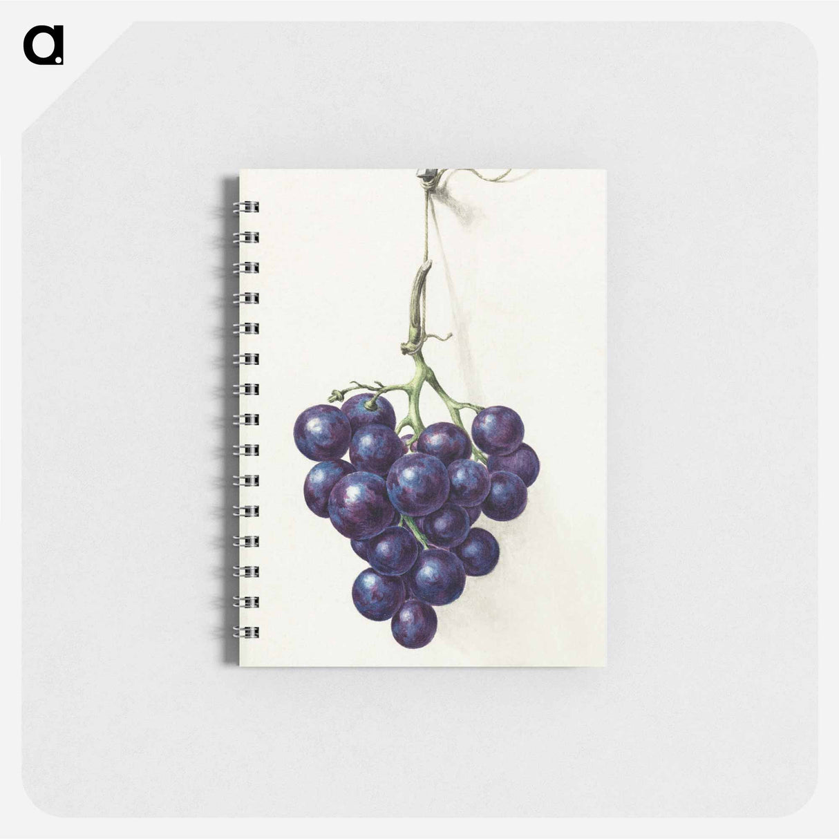 Bunch of blue grapes - ジャン ベルナール Memo.
