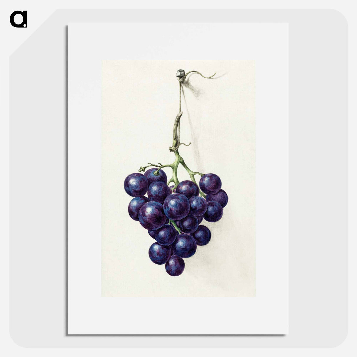 アートポスター-Bunch of blue grapes - ジャン ベルナール Poster.