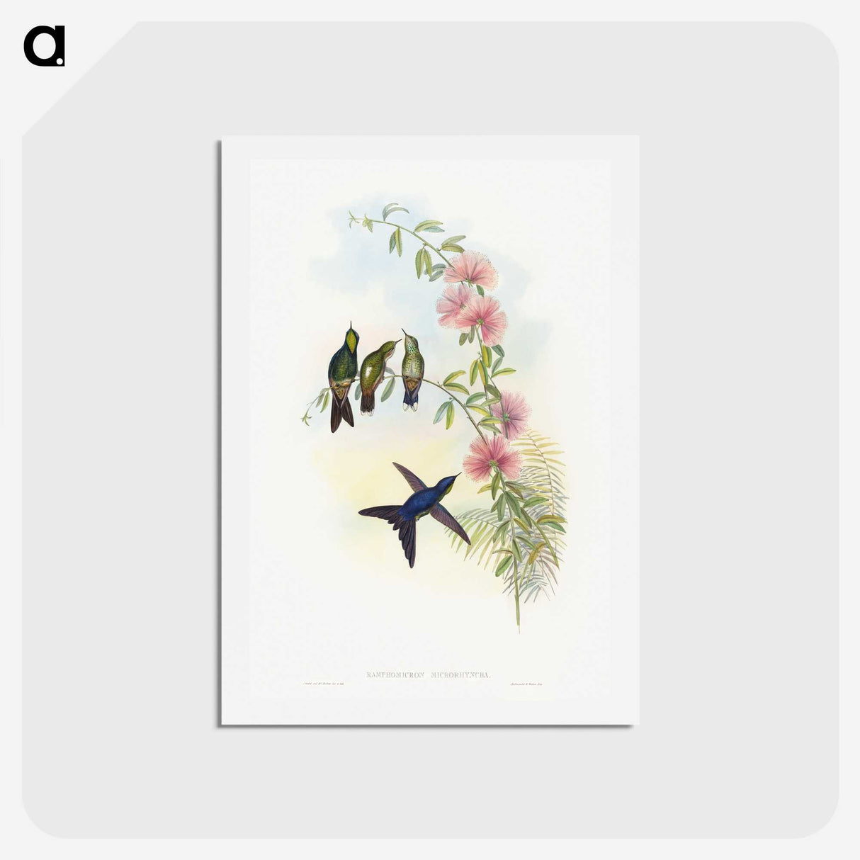 1-21_John-Gould_hagaki