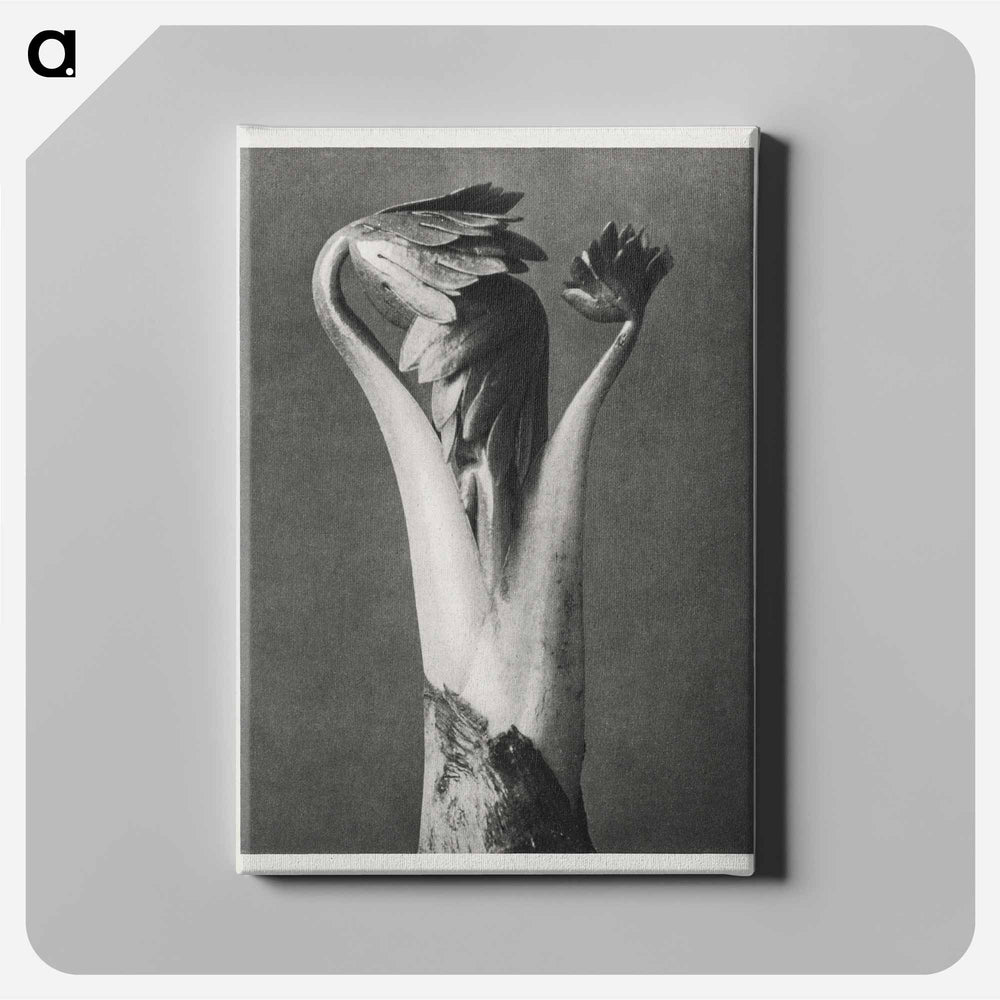Aconitum - Karl Blossfeldt Canvas.