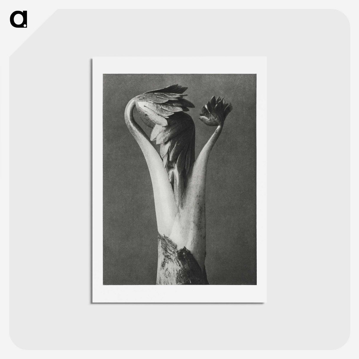 1-21_Karl-Blossfeldt_hagaki
