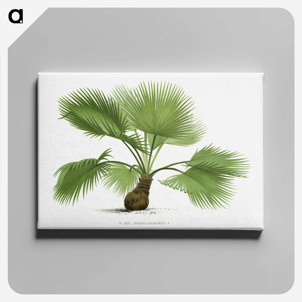 1-21_Les-Palmiers-Histoire-Iconographique_canvas