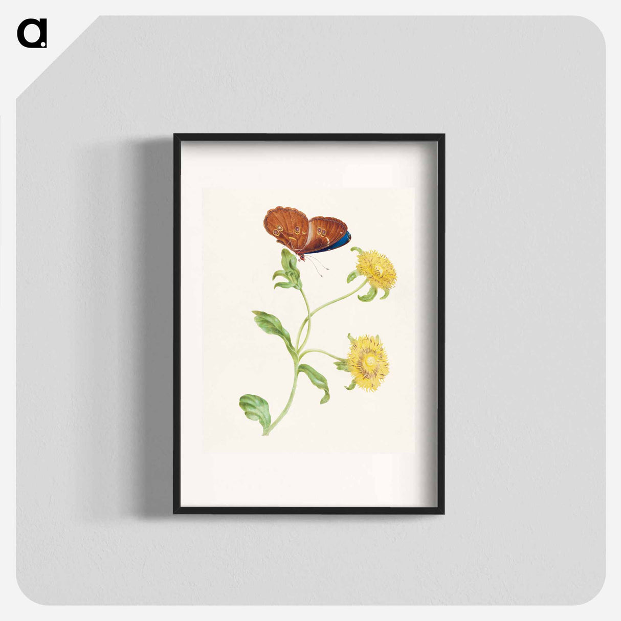 アートポスター-Butterfly on Yellow Flowers
- マリア ジビーラ メーリアン Poster.