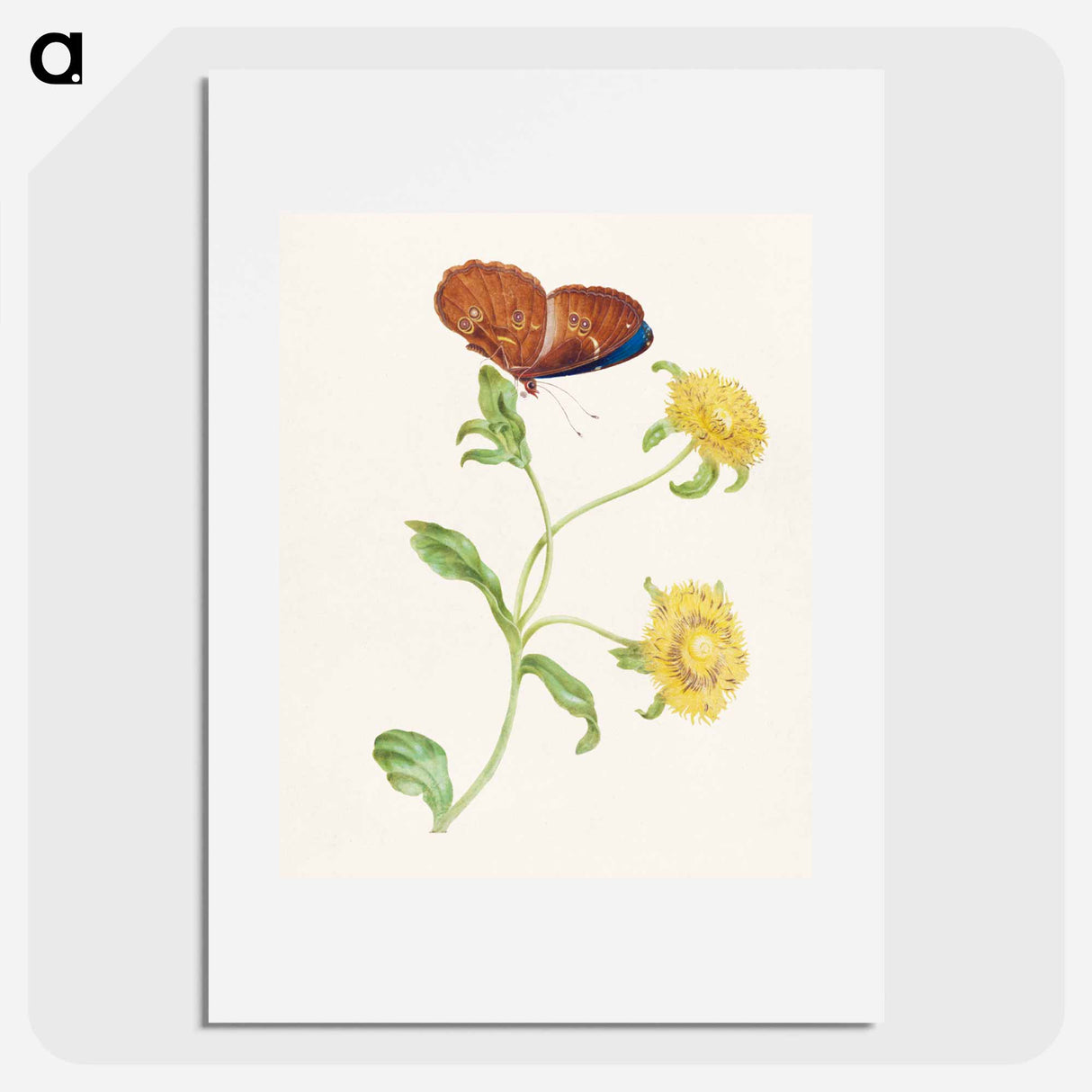 アートポスター-Butterfly on Yellow Flowers
- マリア ジビーラ メーリアン Poster.