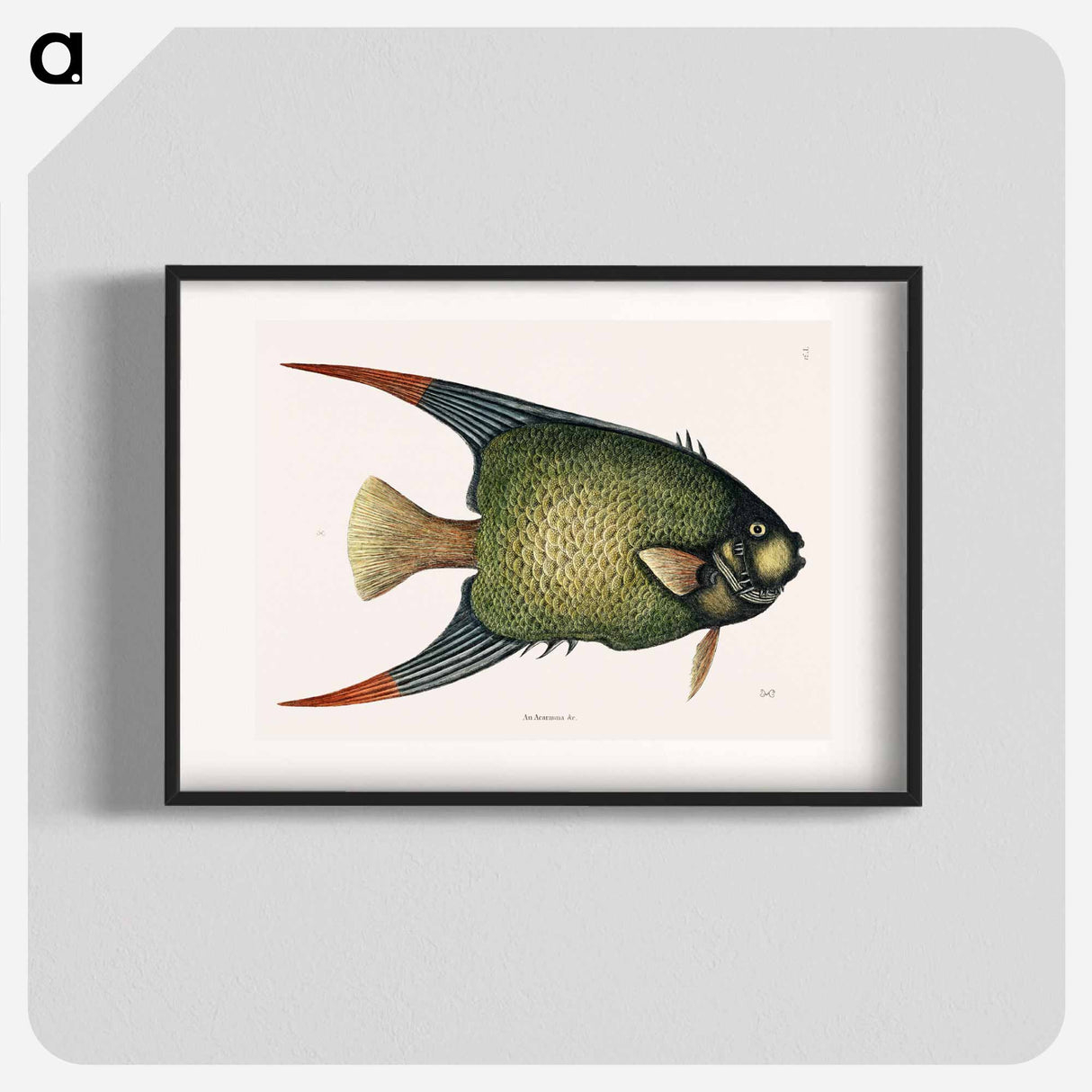 アートポスター-Angel Fish (An Acarauna)
- マーク ケイツビー Poster.