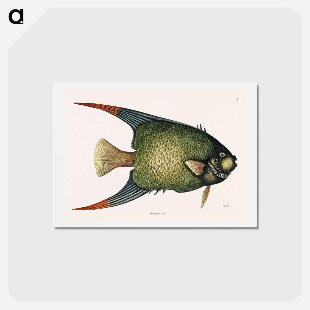 アートポストカード-Angel Fish (An Acarauna)
- マーク ケイツビー Postcard.