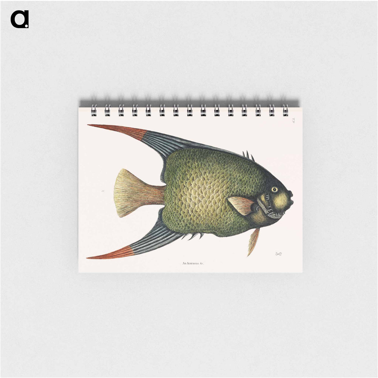 アートメモ帳-Angel Fish (An Acarauna)
- マーク ケイツビー Memo.