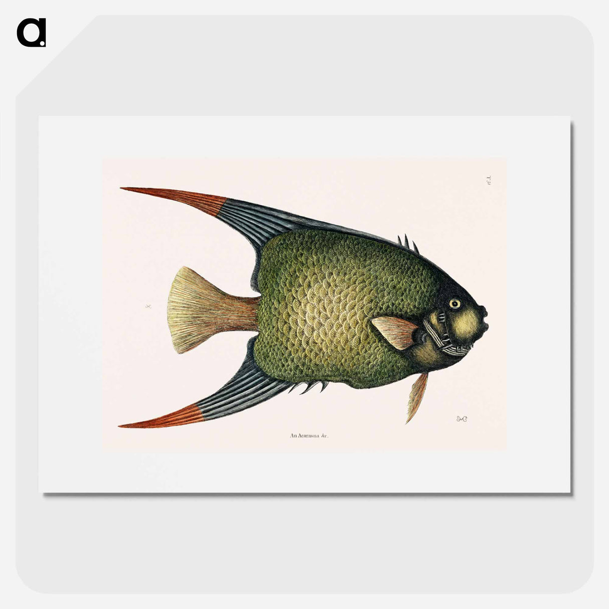 アートポスター-Angel Fish (An Acarauna)
- マーク ケイツビー Poster.