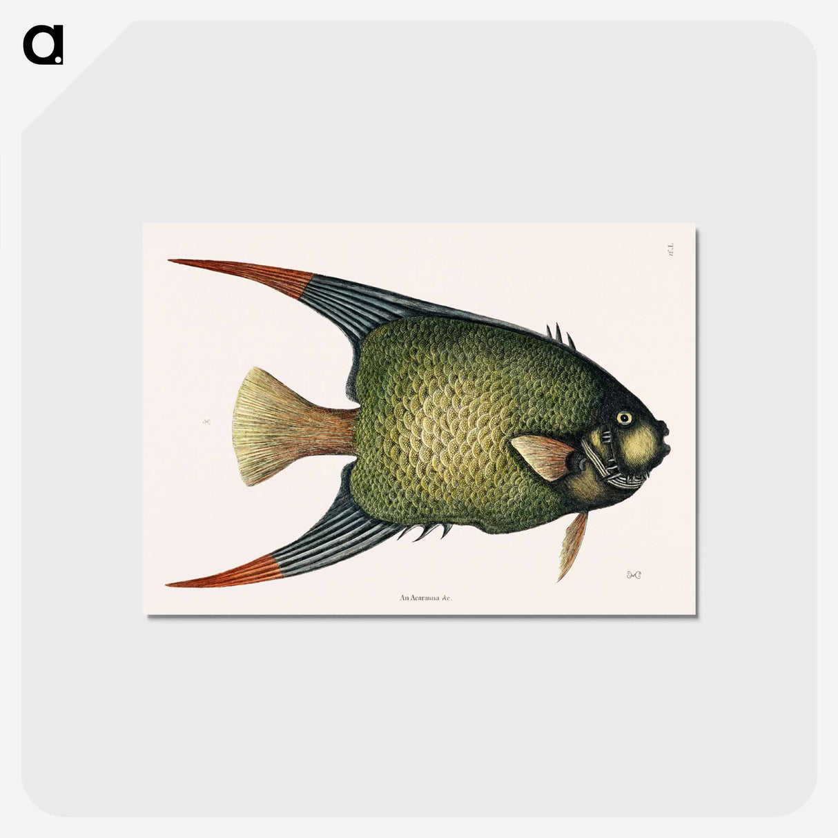 アートポストカード-Angel Fish (An Acarauna)
- マーク ケイツビー Postcard.