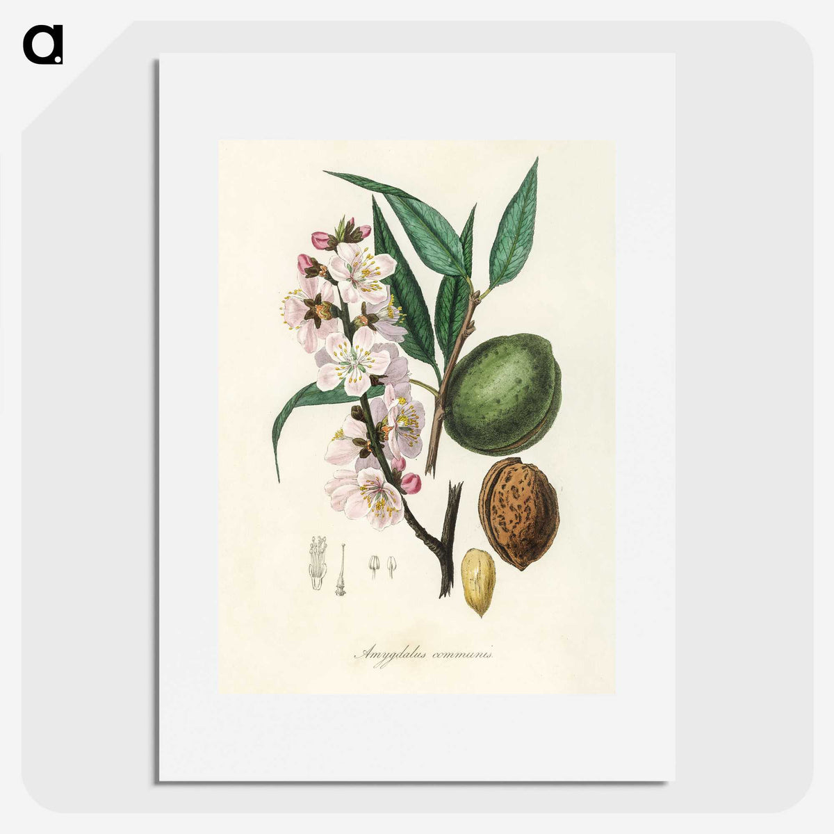 1-21_Medical-Botany_picture