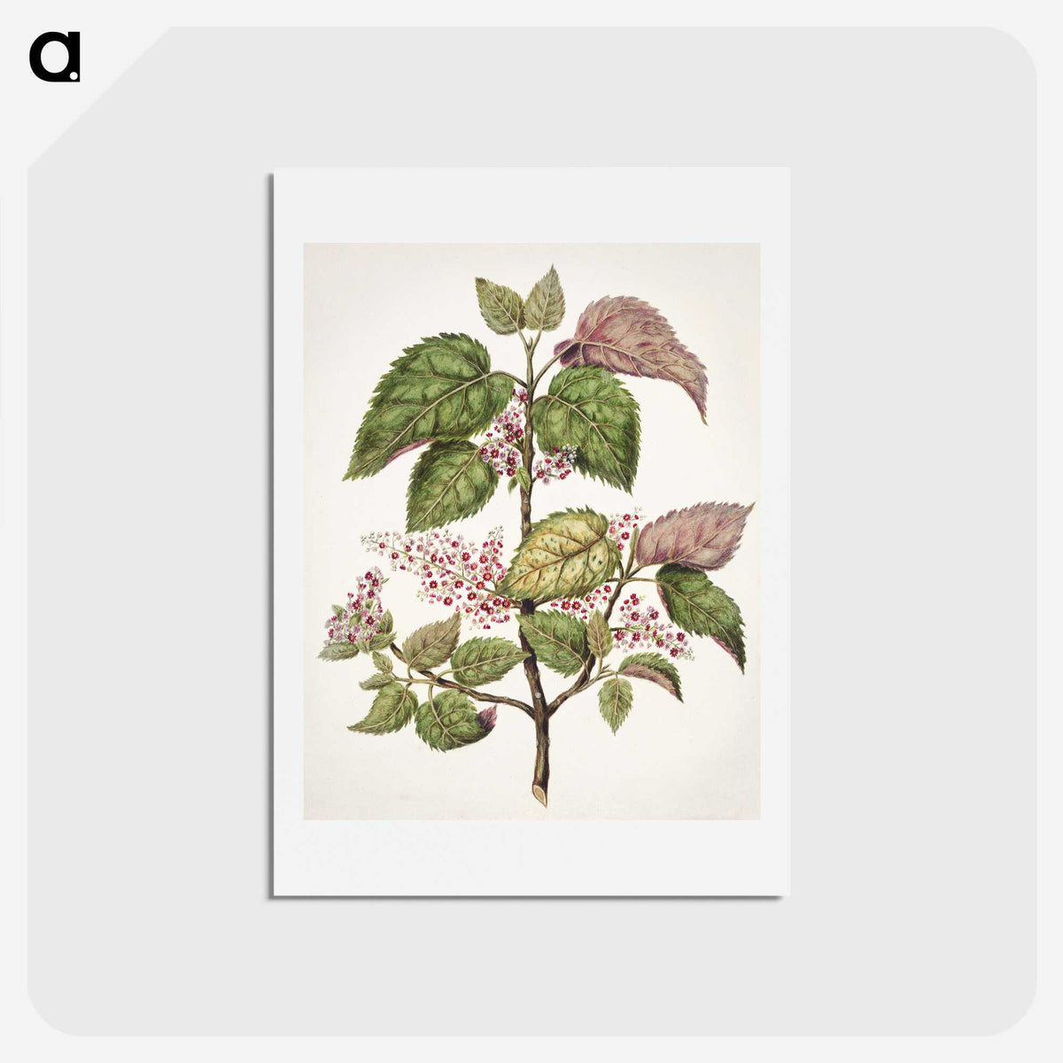 1-21_Native-Flowering-Plants-of-New-Zealand_hagaki