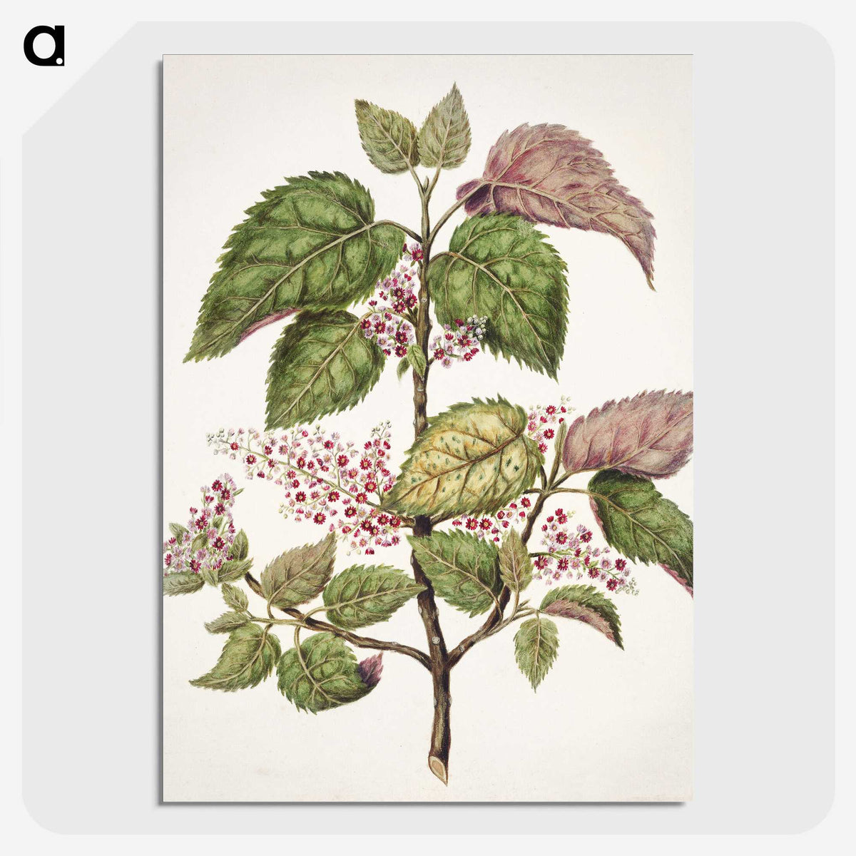 1-21_Native-Flowering-Plants-of-New-Zealand_picture-crop