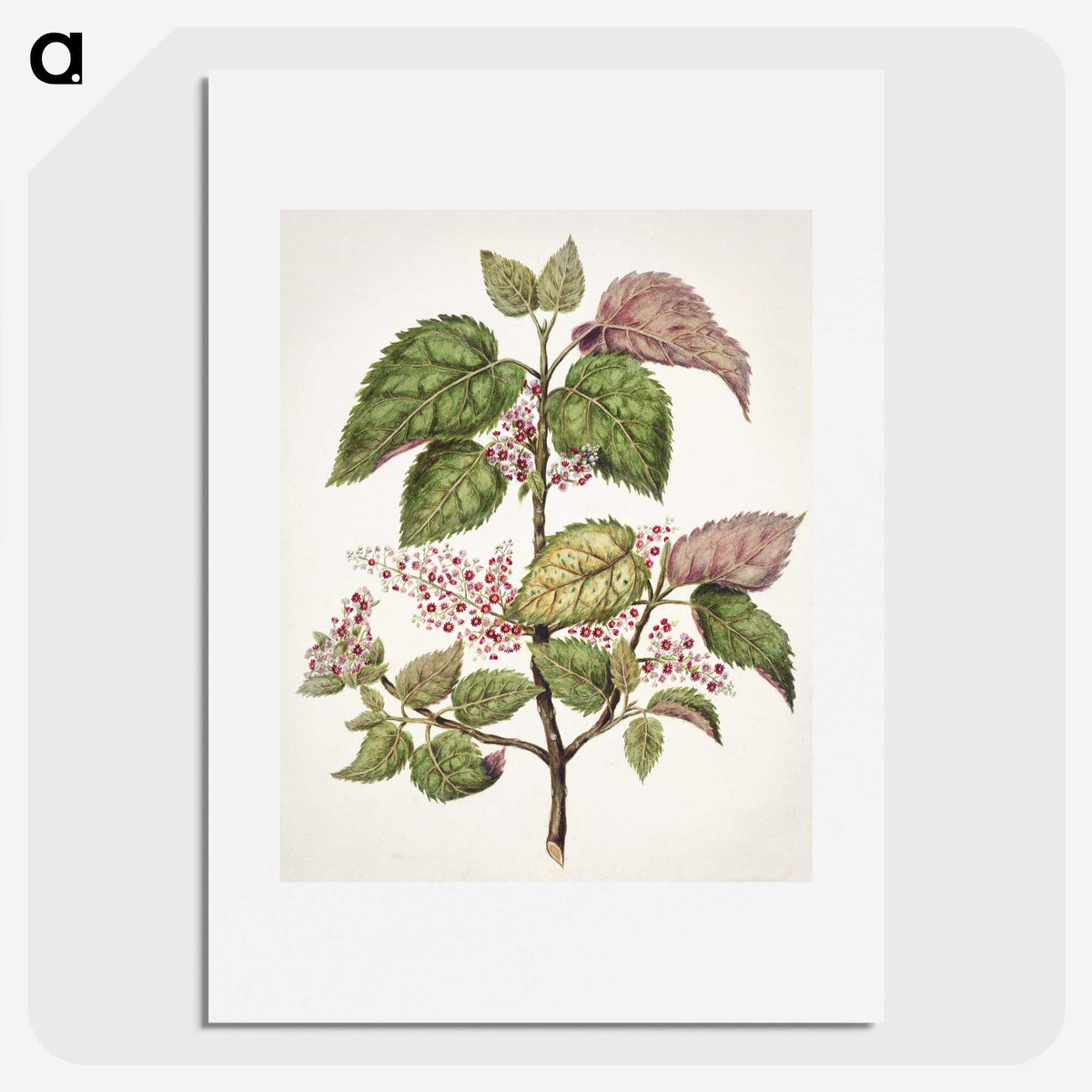1-21_Native-Flowering-Plants-of-New-Zealand_picture