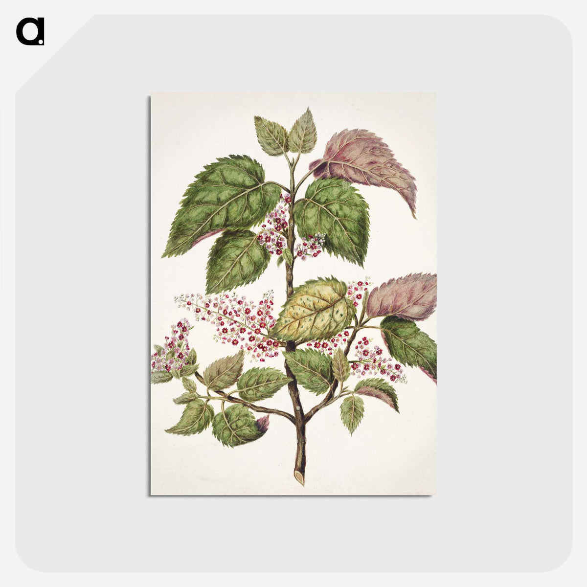 1-21_Native-Flowering-Plants-of-New-Zealand_postcard