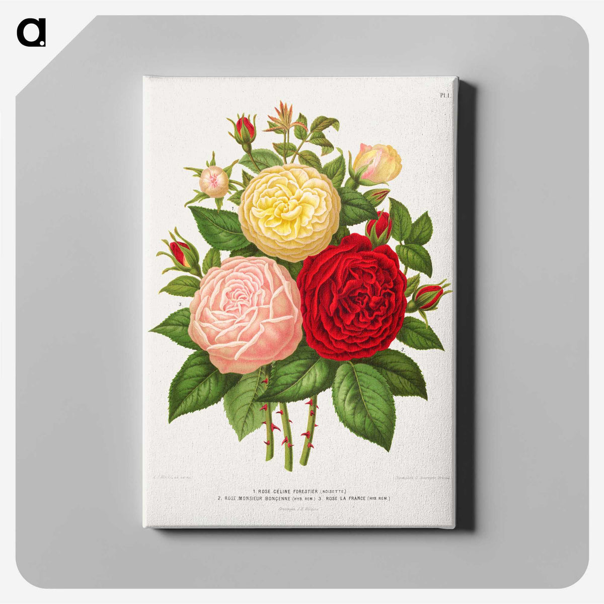 1-21_Nederlandsche-Flora-en-Pomona_canvas