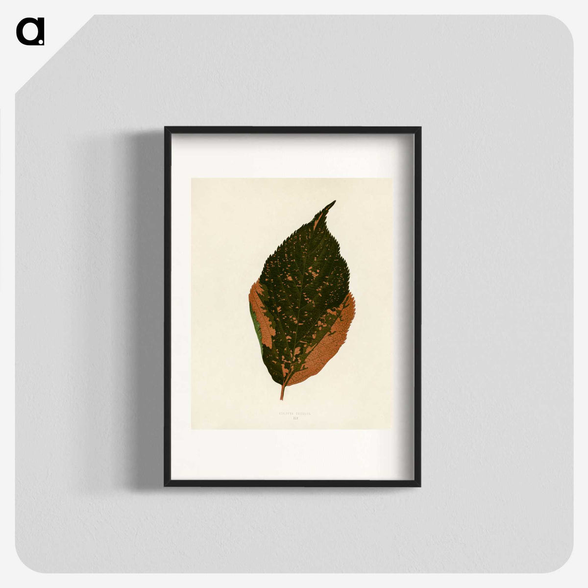 1-21_New-and-Rare-Beautiful-Leaved-Plants_blk