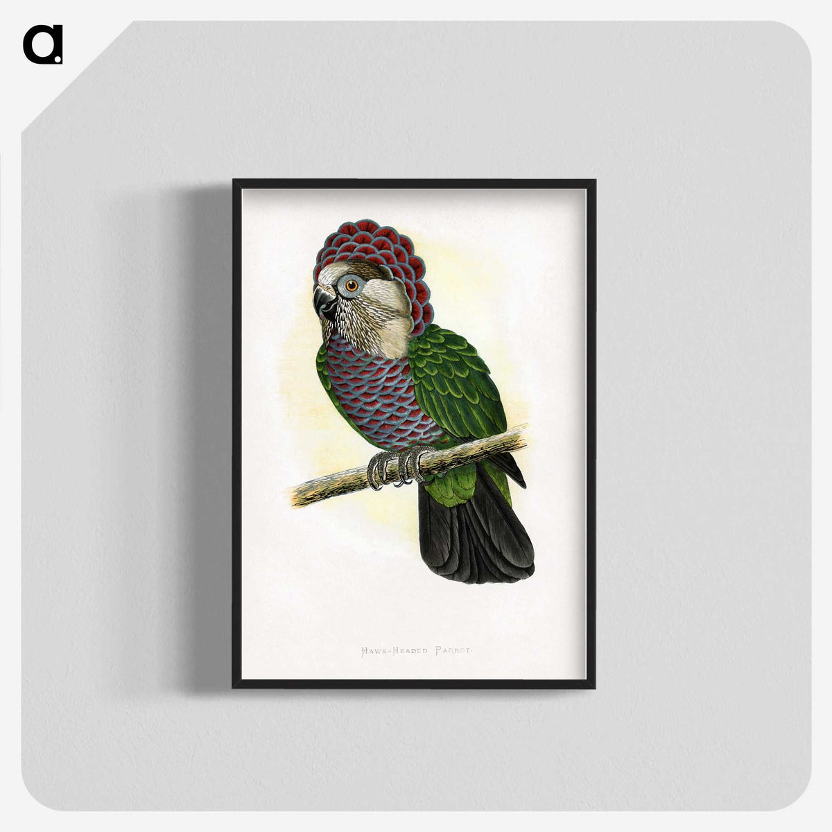 1-21_Parrots-in-Captivity_blk-crop