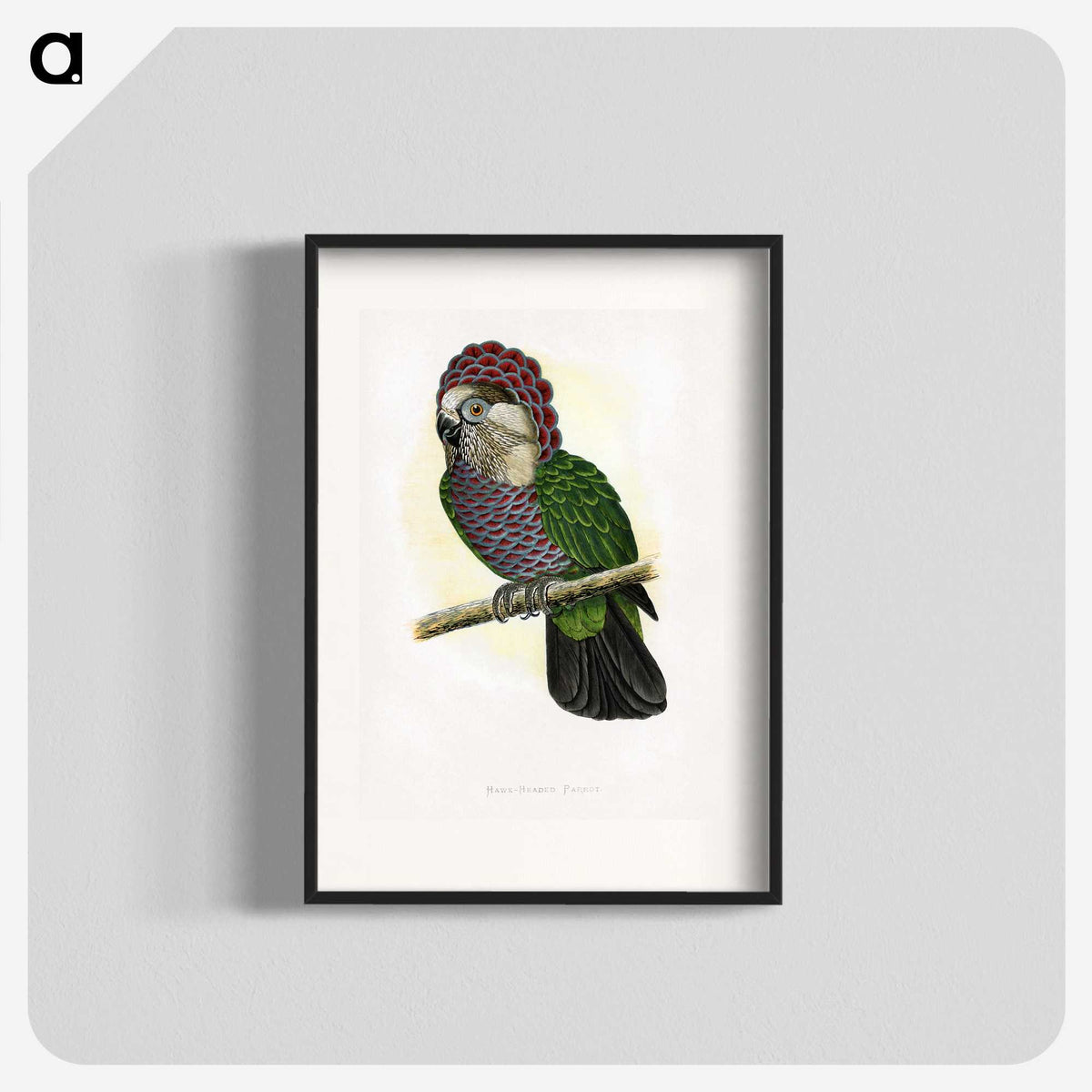 1-21_Parrots-in-Captivity_blk