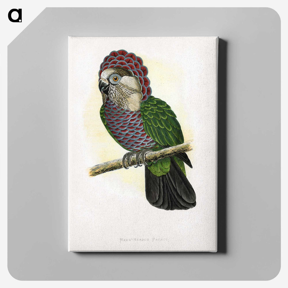 1-21_Parrots-in-Captivity_canvas