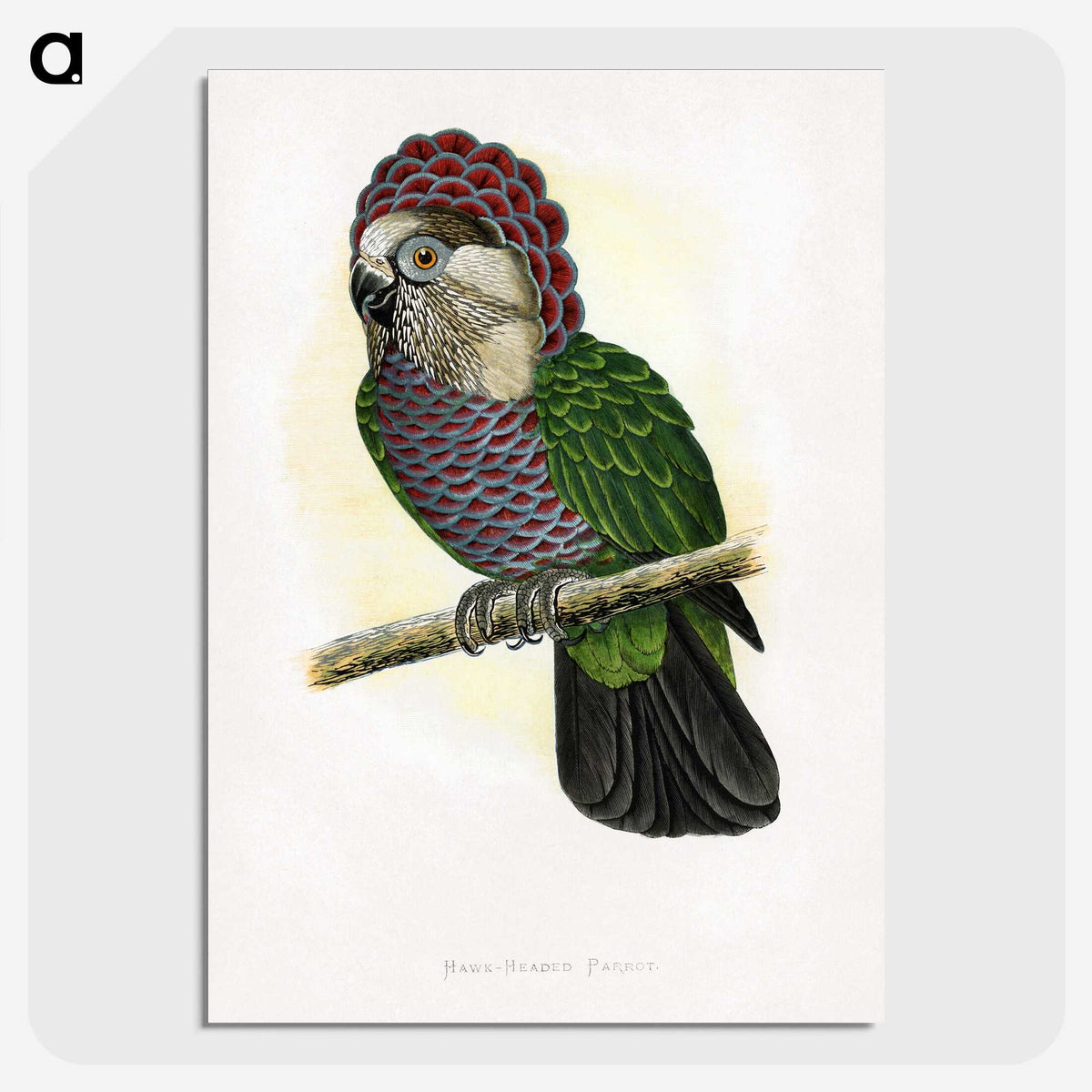 1-21_Parrots-in-Captivity_picture-crop