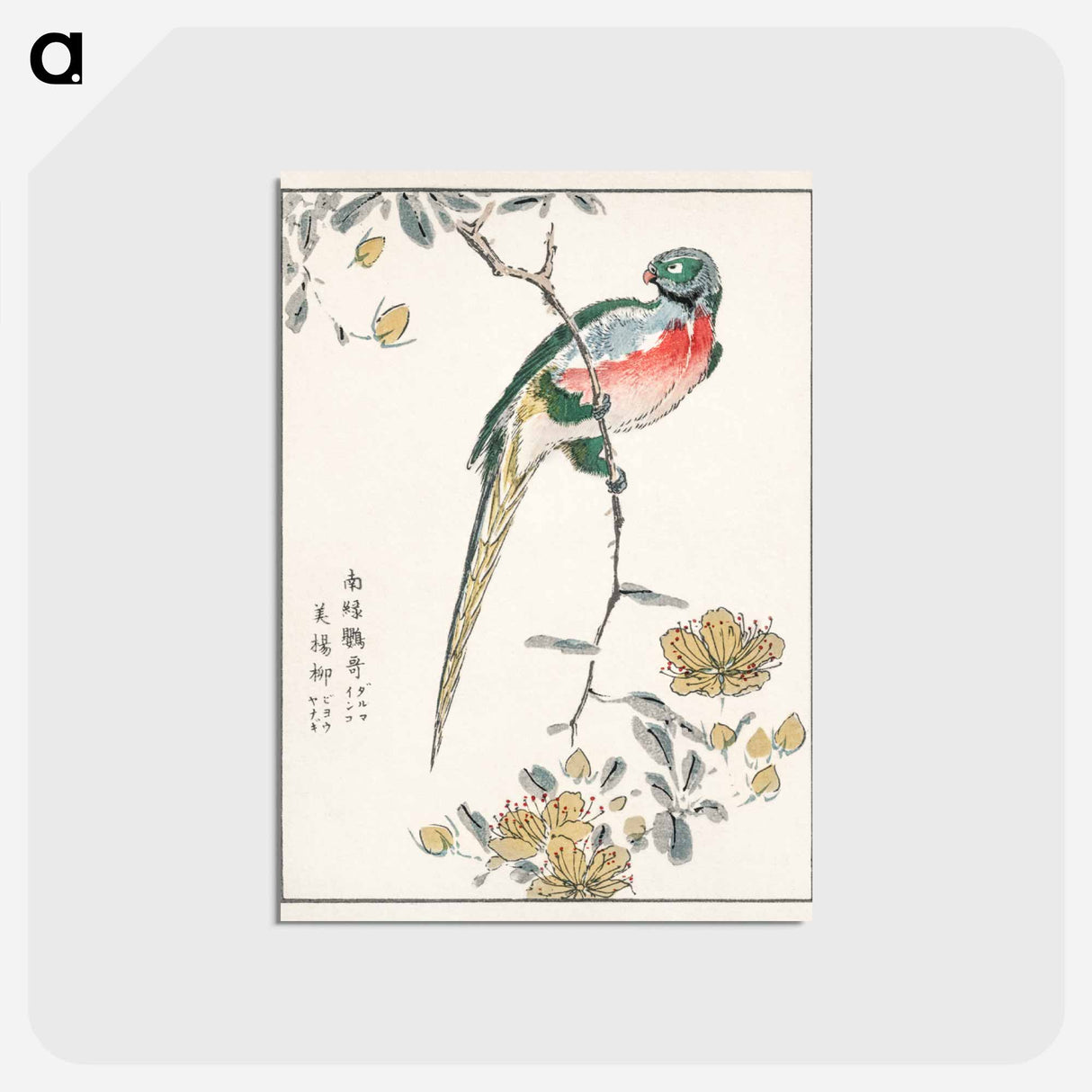 アートポストカード-Macaw and Drooping Peach
- 鳥類図鑑 Postcard.