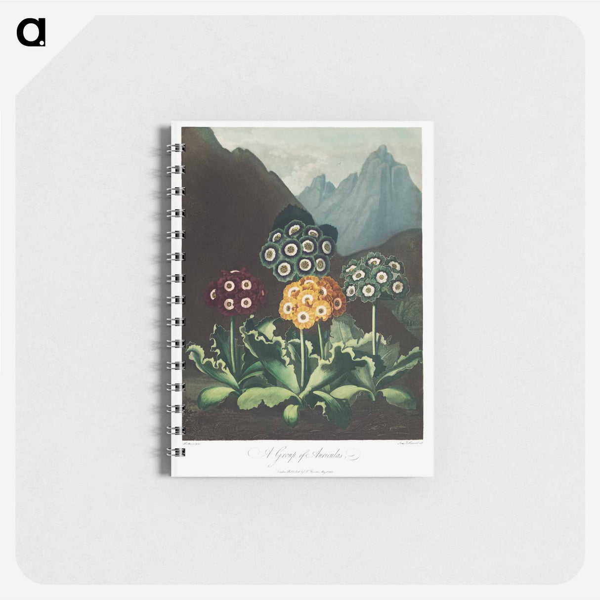 アートメモ帳-Auriculas from The Temple of Flora
- ロバート ジョン ソーントン Memo.