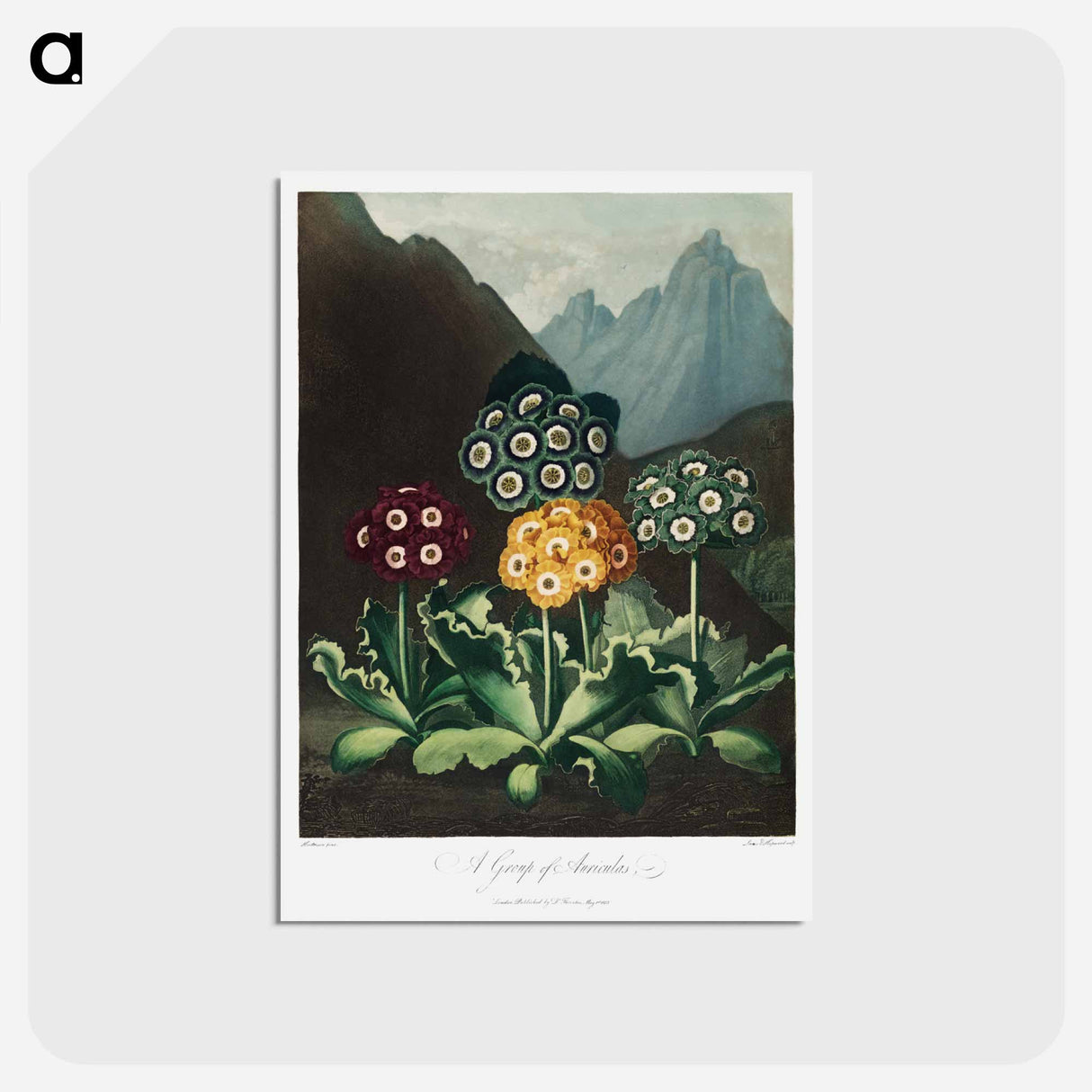 アートポストカード-Auriculas from The Temple of Flora
- ロバート ジョン ソーントン Postcard.
