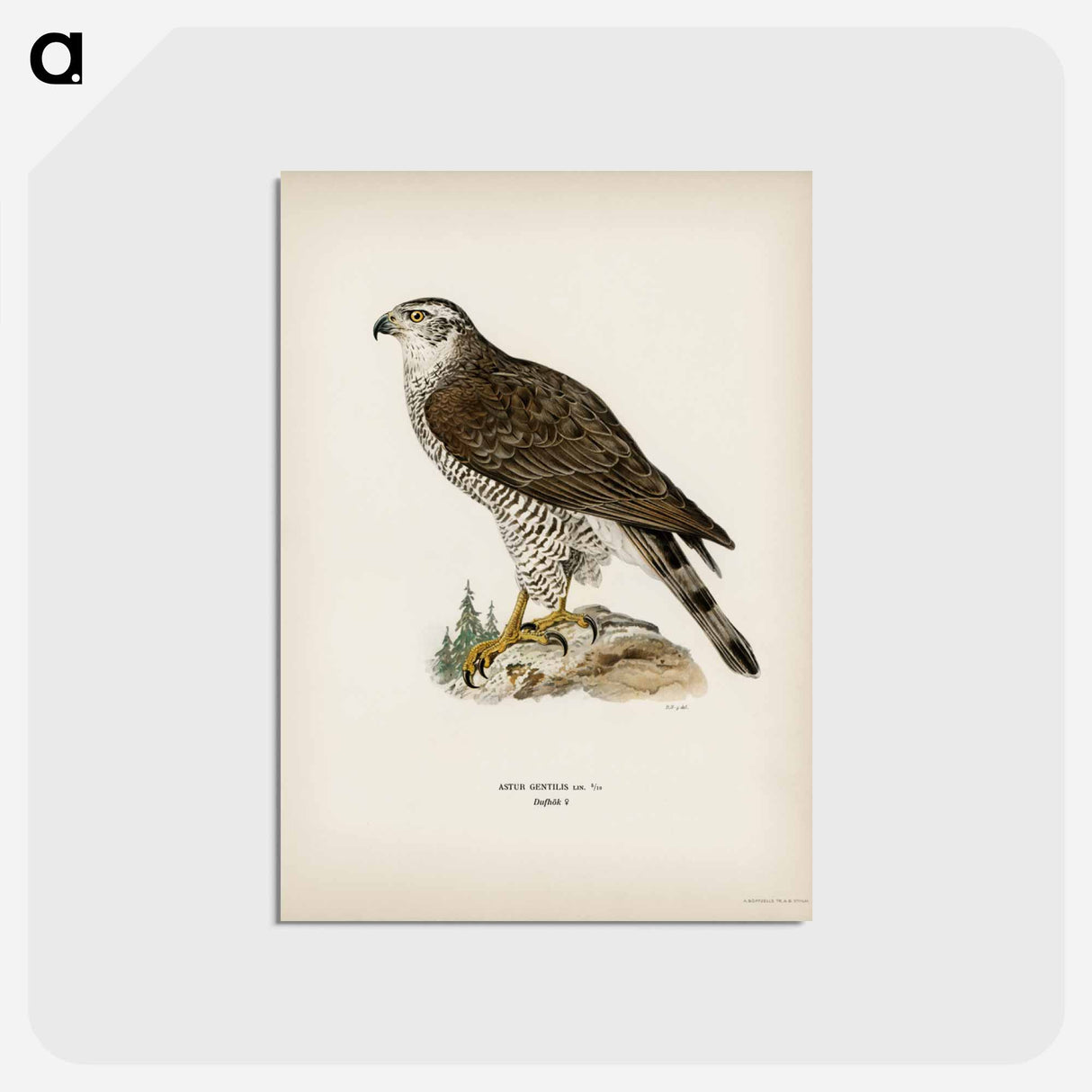 アートポストカード-Goshawk Female
- スヴェンスカ フォグラル Postcard.