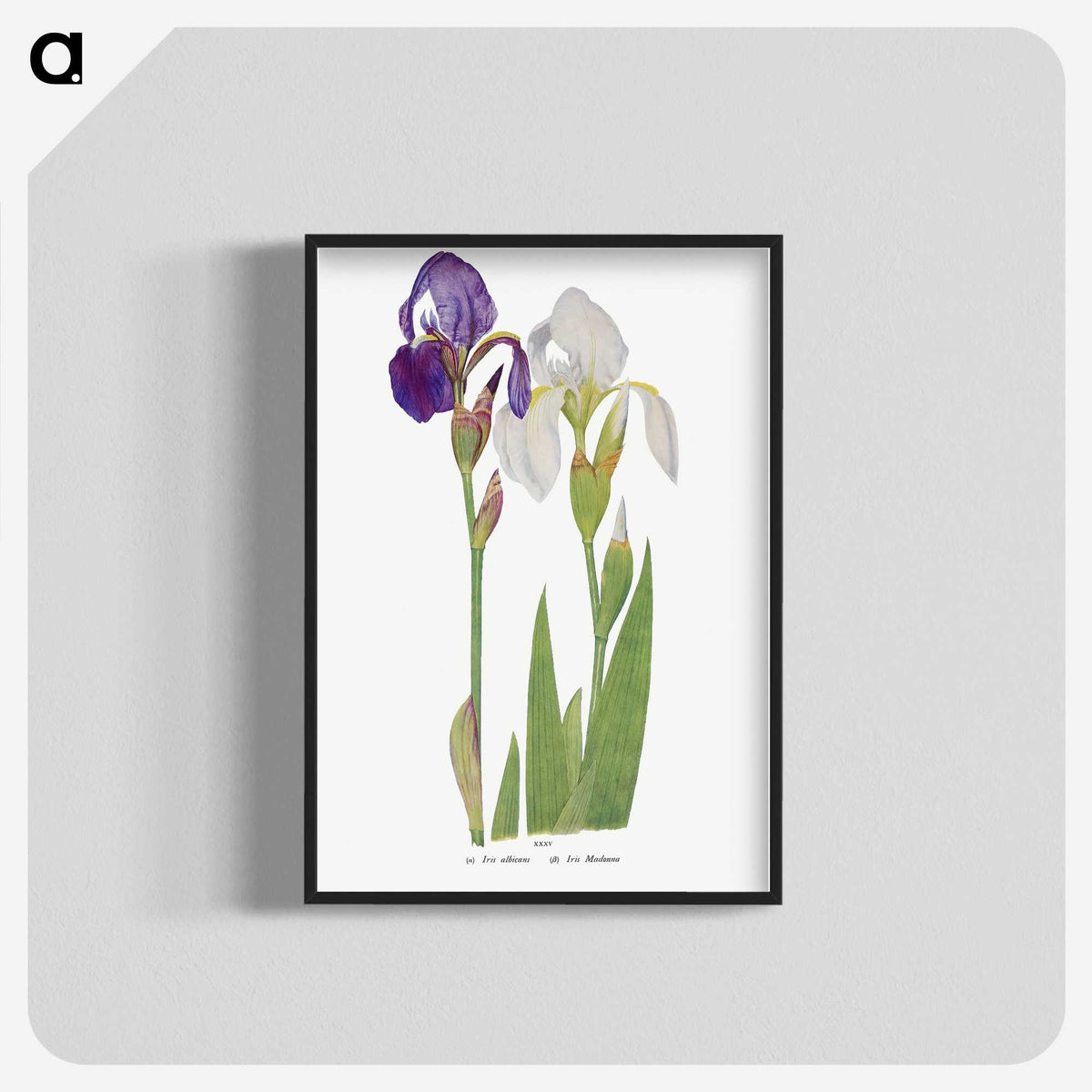 1-21_The-Genus-Iris_blk-crop