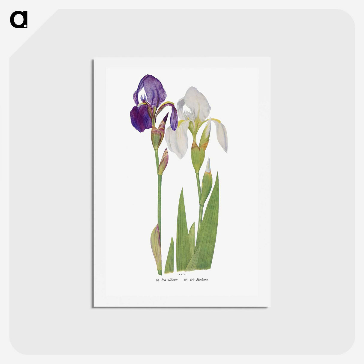 1-21_The-Genus-Iris_hagaki