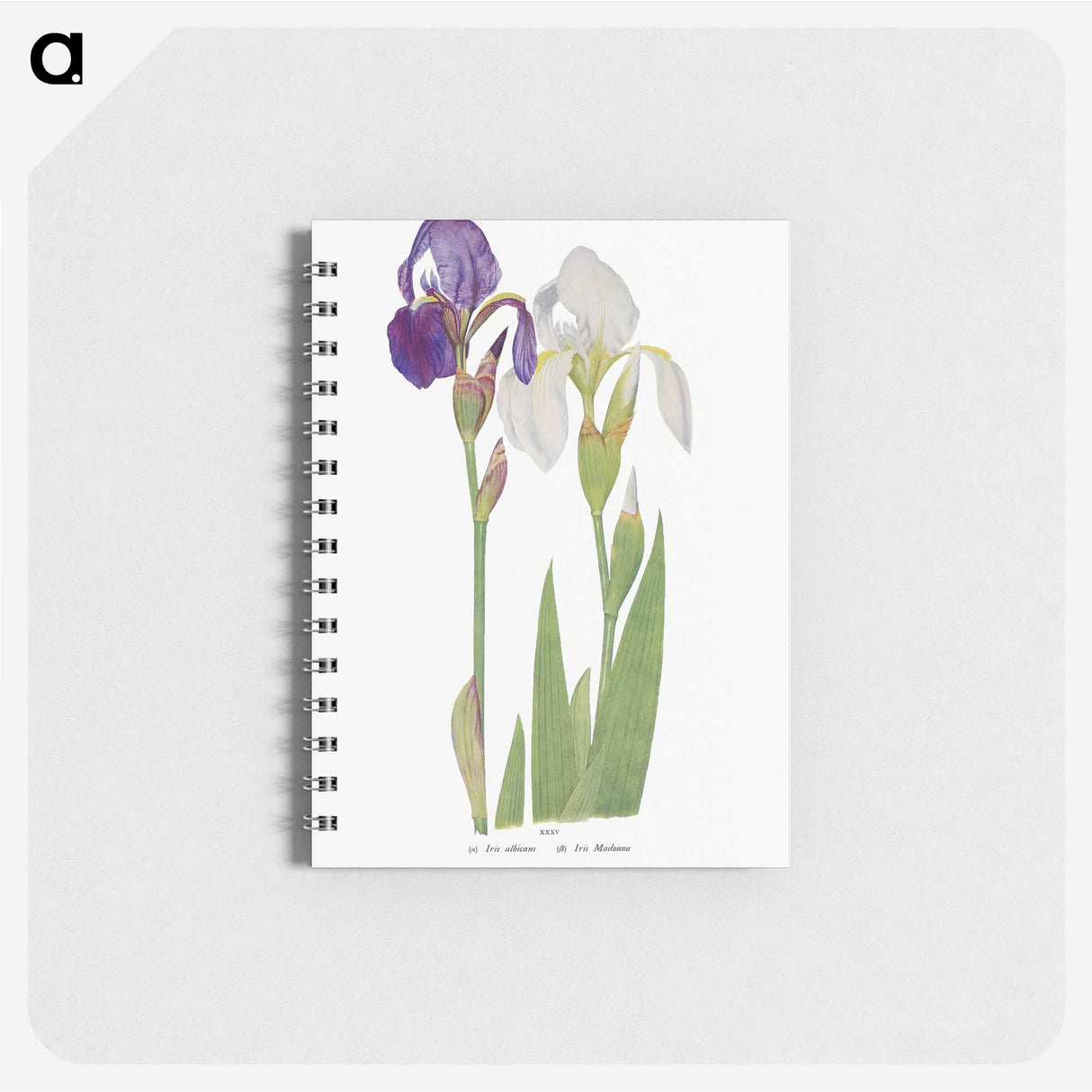 1-21_The-Genus-Iris_memo